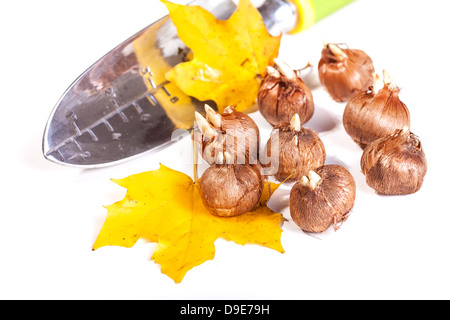 Prêt à planter des bulbes de crocus dans le jardin d'automne. Banque D'Images