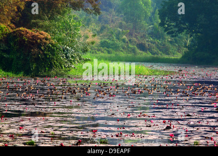 De l'eau célèbre lac Lily à l'Université de Jahangirnagar Bangladesh Banque D'Images