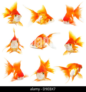 Les petits poissons d'or sur fond blanc Banque D'Images