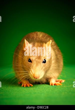 Rat sur un fond vert... Banque D'Images