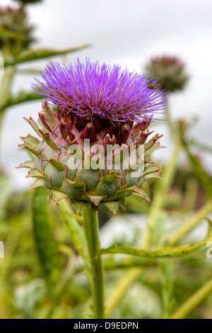 L'artichaut violet, le cardon (Cynara cardunculus) croissant dans un jardin. Banque D'Images