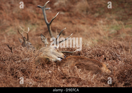 Deer, Close-up of a Red Deer couchés dans le bracken, toilettage, Banque D'Images