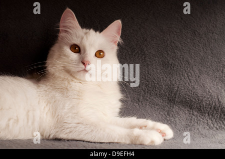 Chat persan Banque D'Images