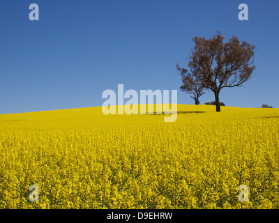 Domaine de la canola jaune en pays Nouvelle Galles du Sud, Australie. Banque D'Images