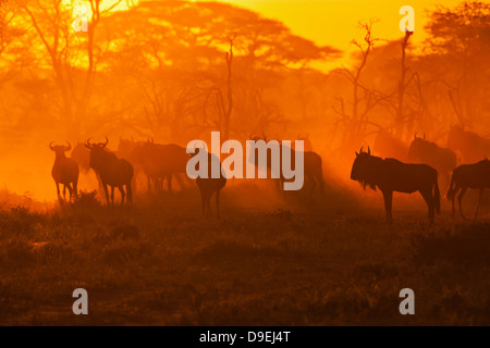 Troupeau de gnous au lever du soleil, migration des gnous, de l'écosystème du Serengeti, Tanzanie Banque D'Images