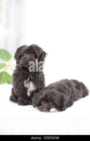 Caniche Chihuahua animaux mix Banque D'Images