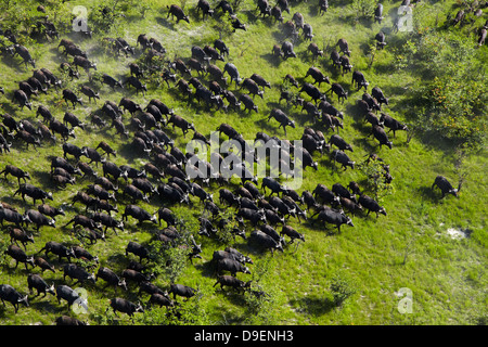 Buffle (Syncerus caffer caffer), Okavango Delta, Botswana, l'Afrique - aerial Banque D'Images