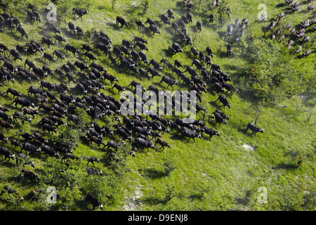 Buffle (Syncerus caffer caffer), Okavango Delta, Botswana, l'Afrique - aerial Banque D'Images