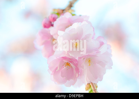 Japanese flowering cherry dans un cluster - Prunus serrula sur fond lumineux Banque D'Images