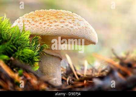 Les champignons, un faux plafond ou mort Citron Amanita dans la forêt - Amanita Citrina Banque D'Images