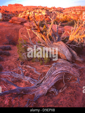 Arbre généalogique de Juniper dans dernière lumière près de fournaise ardente dans Arches National Park près de Moab, Utah Banque D'Images