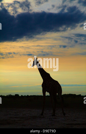 Silhouette de Girafe (Giraffa camelopardalis angolensis), Nxai Pan National Park, Botswana, Africa Banque D'Images