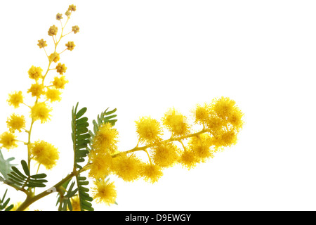 Mimosa Banque D'Images