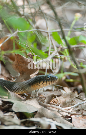 Serpent d'eau à ventre clair Banque D'Images