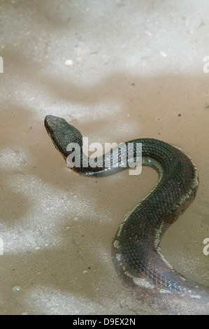 Un Mocassin d'eau dans de l'eau sale avec la tête relevée. Banque D'Images