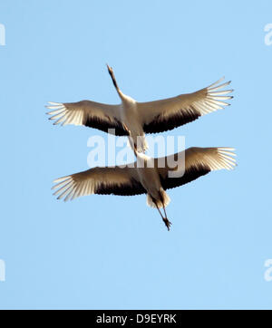 Crane des couples sont de vrais tourtereaux romantiques en Chine sont venus aux yeux de deux luvved-d'oiseaux comme plus qu'une simple fantaisie le couple près de grues à couronne rouge ont été repérés parmi les nuages flottants, très haut dans le ciel de la ville de Jiangsu (Feb 22 2011) La grue à couronne rouge est le symbole de l'amour de la Chine et de l'observation collective de masse d'inspiration considérants d'une célèbre verset de l'un des plus grands de la Chine Tang, Li Shangyin poètes Dyasty : "Au ciel soyons deux oiseaux volant grue jamais ensemble, et sur la terre, deux arbres avec des branches asservis à jamais." La Chine - Février 2011 Banque D'Images