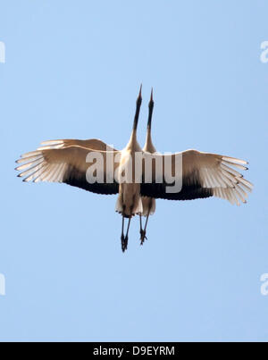 Crane des couples sont de vrais tourtereaux romantiques en Chine sont venus aux yeux de deux luvved-d'oiseaux comme plus qu'une simple fantaisie le couple près de grues à couronne rouge ont été repérés parmi les nuages flottants, très haut dans le ciel de la ville de Jiangsu (Feb 22 2011) La grue à couronne rouge est le symbole de l'amour de la Chine et de l'observation collective de masse d'inspiration considérants d'une célèbre verset de l'un des plus grands de la Chine Tang, Li Shangyin poètes Dyasty : "Au ciel soyons deux oiseaux volant grue jamais ensemble, et sur la terre, deux arbres avec des branches asservis à jamais." La Chine - Février 2011 Banque D'Images