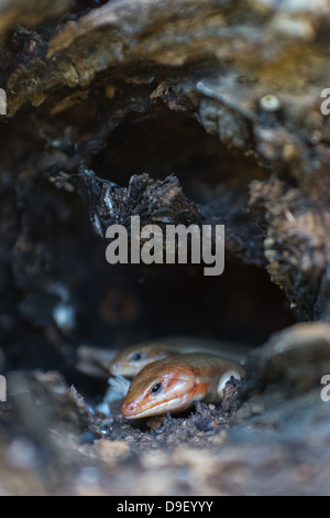 Les scinques à tête large Banque D'Images