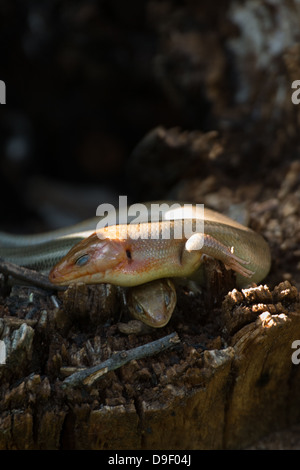 Une paire de repos le scinque à tête large Banque D'Images