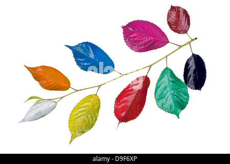 De couleur arc-en-ciel peint joyeux heureux arbre chery concept isolé branche frais Banque D'Images