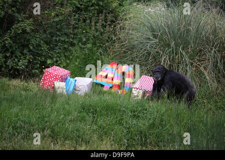 Koko le chimpanzé, le zoo le plus ancien du résident, célèbre son 40e anniversaire, le 19 juin 2013 Banque D'Images
