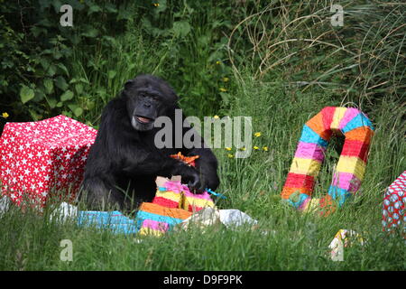 Koko le chimpanzé, le zoo le plus ancien du résident, célèbre son 40e anniversaire, le 19 juin 2013 Banque D'Images
