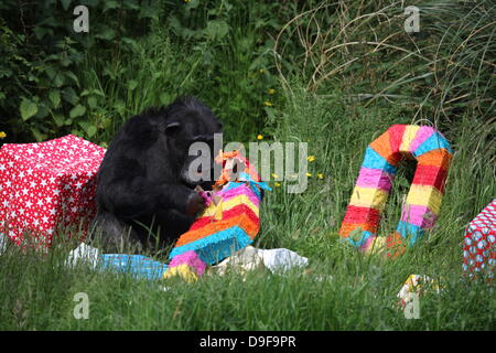 Koko le chimpanzé, le zoo le plus ancien du résident, célèbre son 40e anniversaire, le 19 juin 2013 Banque D'Images