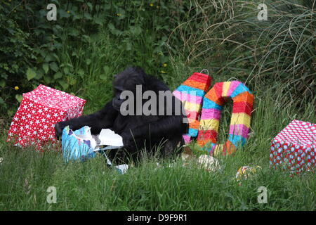 Koko le chimpanzé, le zoo le plus ancien du résident, célèbre son 40e anniversaire, le 19 juin 2013 Banque D'Images
