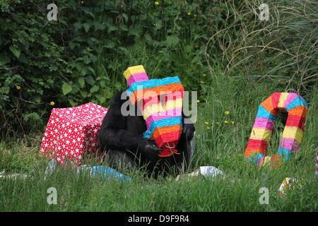 Koko le chimpanzé, le zoo le plus ancien du résident, célèbre son 40e anniversaire, le 19 juin 2013 Banque D'Images