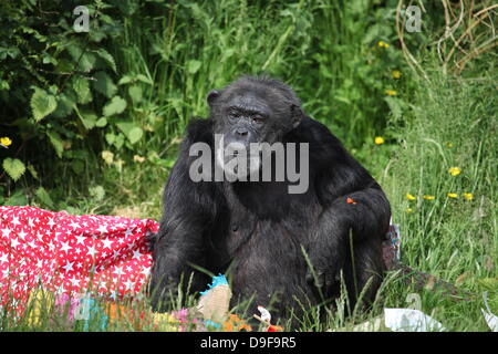 Koko le chimpanzé, le zoo le plus ancien du résident, célèbre son 40e anniversaire, le 19 juin 2013 Banque D'Images