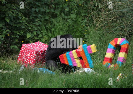 Koko le chimpanzé, le zoo le plus ancien du résident, célèbre son 40e anniversaire, le 19 juin 2013 Banque D'Images