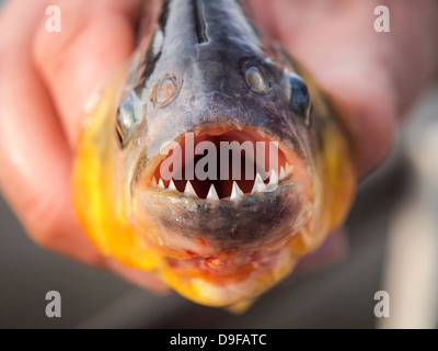 Piranha pris dans les zones humides du Pantanal au Brésil. Banque D'Images