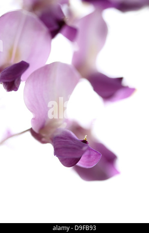 Les fleurs de glycine Banque D'Images