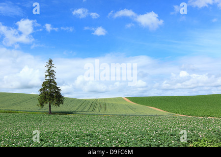 Pine Tree, les champs et le ciel avec des nuages, Hokkaido Banque D'Images