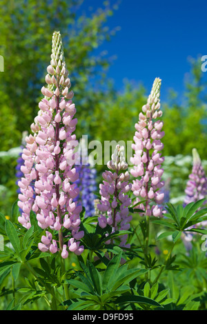 Lupin colorés fleurs poussent sur pré vert en été Banque D'Images