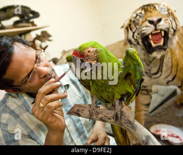 Ara militaire ........................ Dr Santosh Gaikwad et centre de taxidermie , Sanjay Gandhi National Park, Borivali, Mumbai. Le centre est un atelier où des carcasses d'animaux morts dans les sanctuaires et les forêts à travers le pays sont restaurés comme trophées de l'animal. "La première chambre est utilisée pour l'écorcher et de séparation, le squelette pour la modélisation et la deuxième moulage de la forme animale et le troisième prix pour la finition et le stockage", a déclaré le Dr Santosh Gaikwad, seulement de l'Inde taxidermiste sous licence officielle et professeur associé à la Bombay Veterinary College. Dr Santosh ce qui concerne la taxidermie comme un Banque D'Images