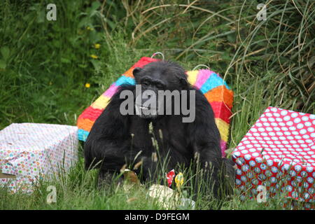 Koko le chimpanzé, le zoo le plus ancien du résident, célèbre son 40e anniversaire, le 19 juin 2013 Banque D'Images