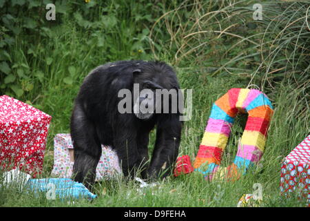 Koko le chimpanzé, le zoo le plus ancien du résident, célèbre son 40e anniversaire, le 19 juin 2013 Banque D'Images
