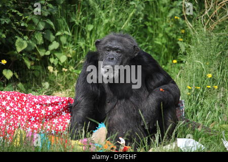 Koko le chimpanzé, le zoo le plus ancien du résident, célèbre son 40e anniversaire, le 19 juin 2013 Banque D'Images