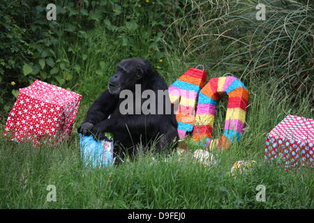 Koko le chimpanzé, le zoo le plus ancien du résident, célèbre son 40e anniversaire, le 19 juin 2013 Banque D'Images