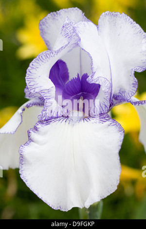 Iris 'cerise' fleur. Banque D'Images