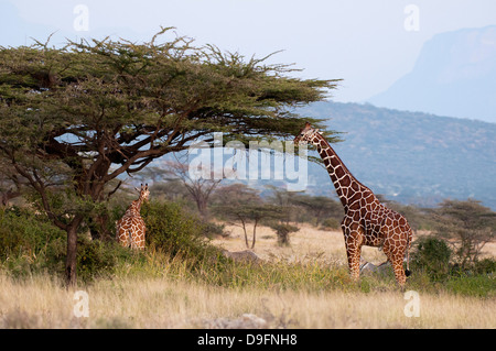 Les Masais Girafe (Giraffa camelopardalis), Samburu National Reserve, Kenya, Afrique de l'Est, l'Afrique Banque D'Images