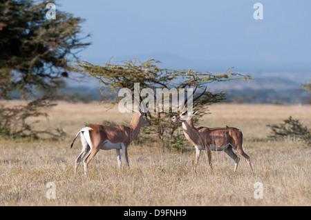 Subventions (Gazella granti), Samburu National Reserve, Kenya, Afrique de l'Est, l'Afrique Banque D'Images