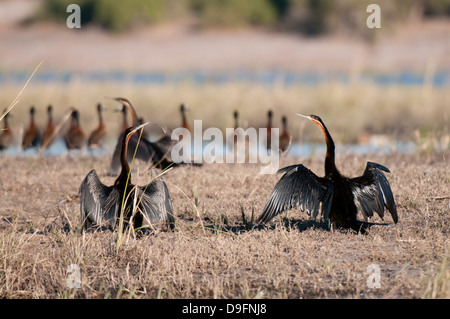 Le dard de l'Afrique de l'anhinga rufa (), Chobe National Park, Botswana, Africa Banque D'Images