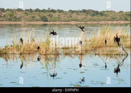 Le dard de l'Afrique de l'anhinga rufa (), Chobe National Park, Botswana, Africa Banque D'Images