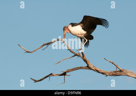 Marabou stork (crumeniferus Flamant rose (Phoenicopterus ruber), Chobe National Park, Botswana, Africa Banque D'Images