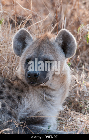 L'Hyène tachetée (Crocuta crocuta), chef de l'Île, Moremi, Okavango Delta, Botswana, Africa Banque D'Images