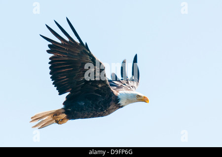 Pygargue à tête blanche (Haliaeetus leucocephalus) près de Prince Rupert, Colombie-Britannique, Canada Banque D'Images