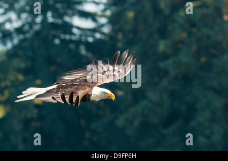 Pygargue à tête blanche (Haliaeetus leucocephalus) près de Prince Rupert, Colombie-Britannique, Canada Banque D'Images