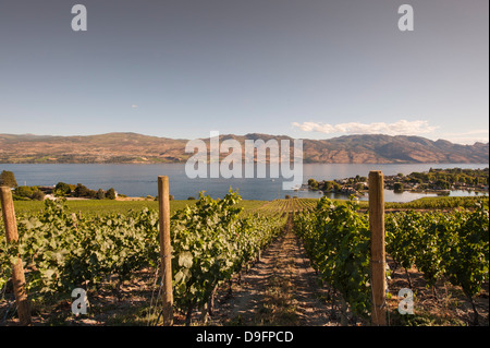 Les vignes et le lac Okanagan à Quails Gate Winery, Kelowna, Colombie-Britannique, Canada Banque D'Images